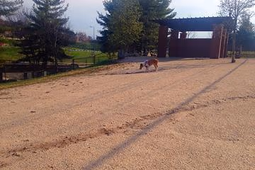 PetSafe Downtown Dog Park photo 2